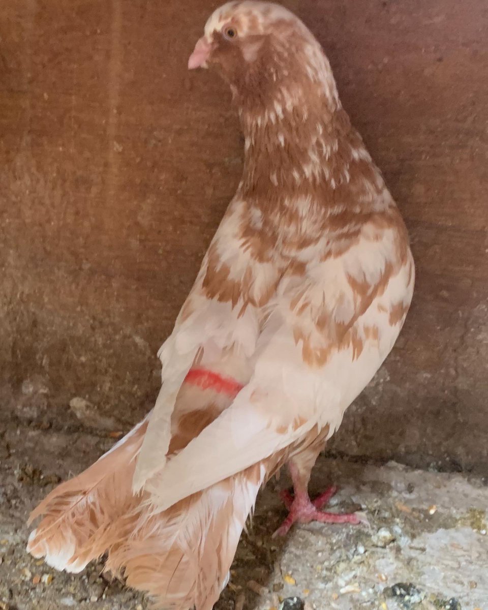 SammanFarm's tweet image. الموقع / الرياض - السلي
زوج سوري كشميري احمر
توليف جديد جروم طيبة - الجوز توه شبب 
يوجد توصيل بمعرفتي وعلى حساب المشتري
البيع سمح بمشيئة الله