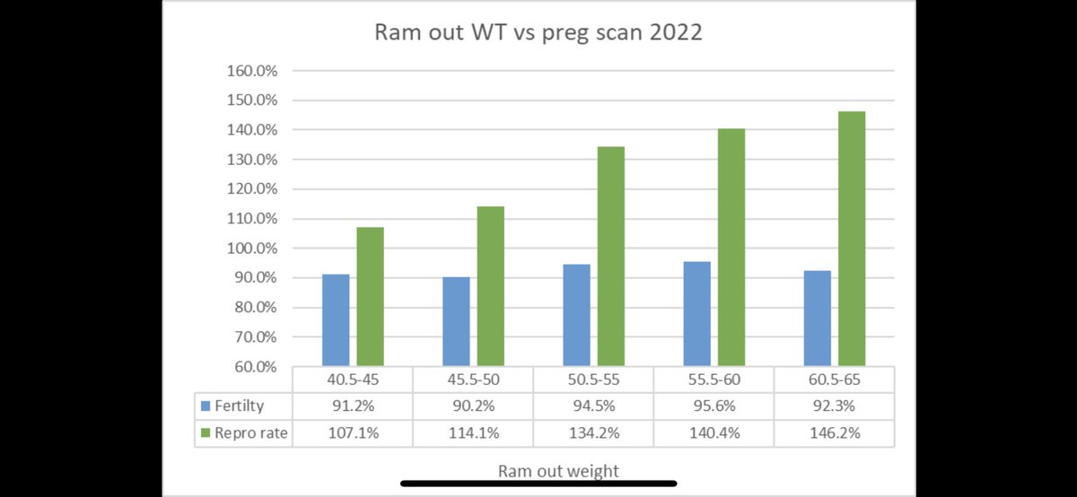 MoorallaMerino's tweet image. @sheep_data_mgmt has done her magic again. Maiden joining data.  Great job Elise 🐑🐑 @Marni_Luhrs