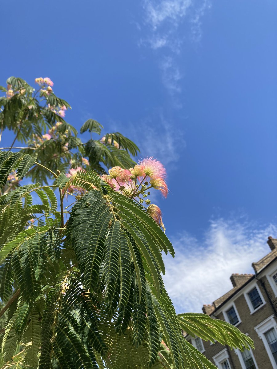 #albiziajulibrissin #silktree