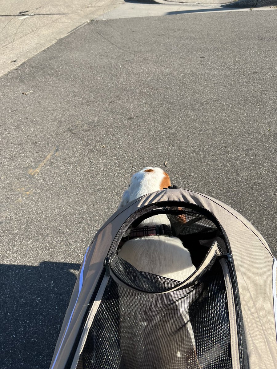 Someone loves his new ride…
#runningpartner #running #runtoday #runchat #workoutmotivation #workout #team100