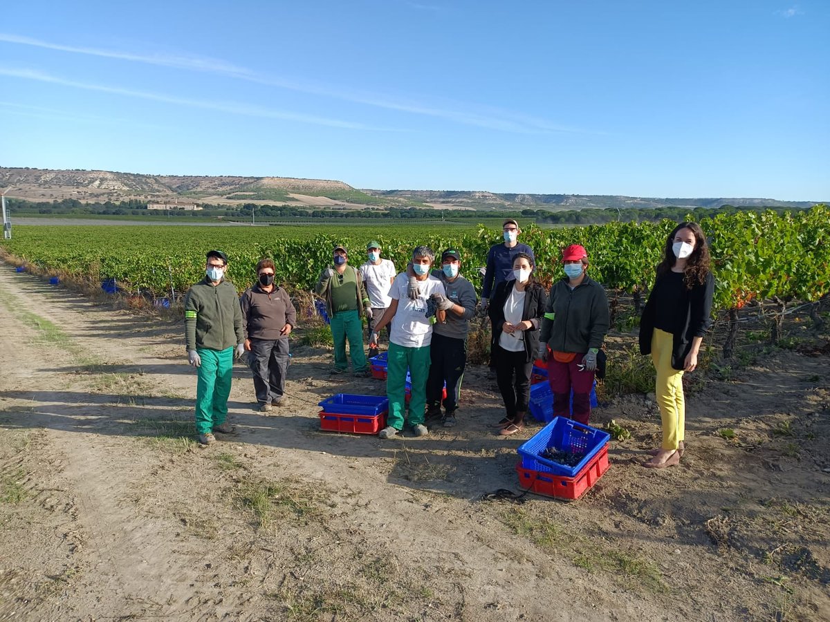 fintras's tweet photo. Por octavo año, @arledomaine lanza su vino más comprometido: #VendimiaSolidaria 2021. En la pasada campaña, la bodega vallisoletana contrató a un equipo de 8 personas de las líneas de empleo de #EnSuma, nuestra empresa de #inserción social, para colaborar en la recogida de la uva https://t.co/SWhqktkA9y