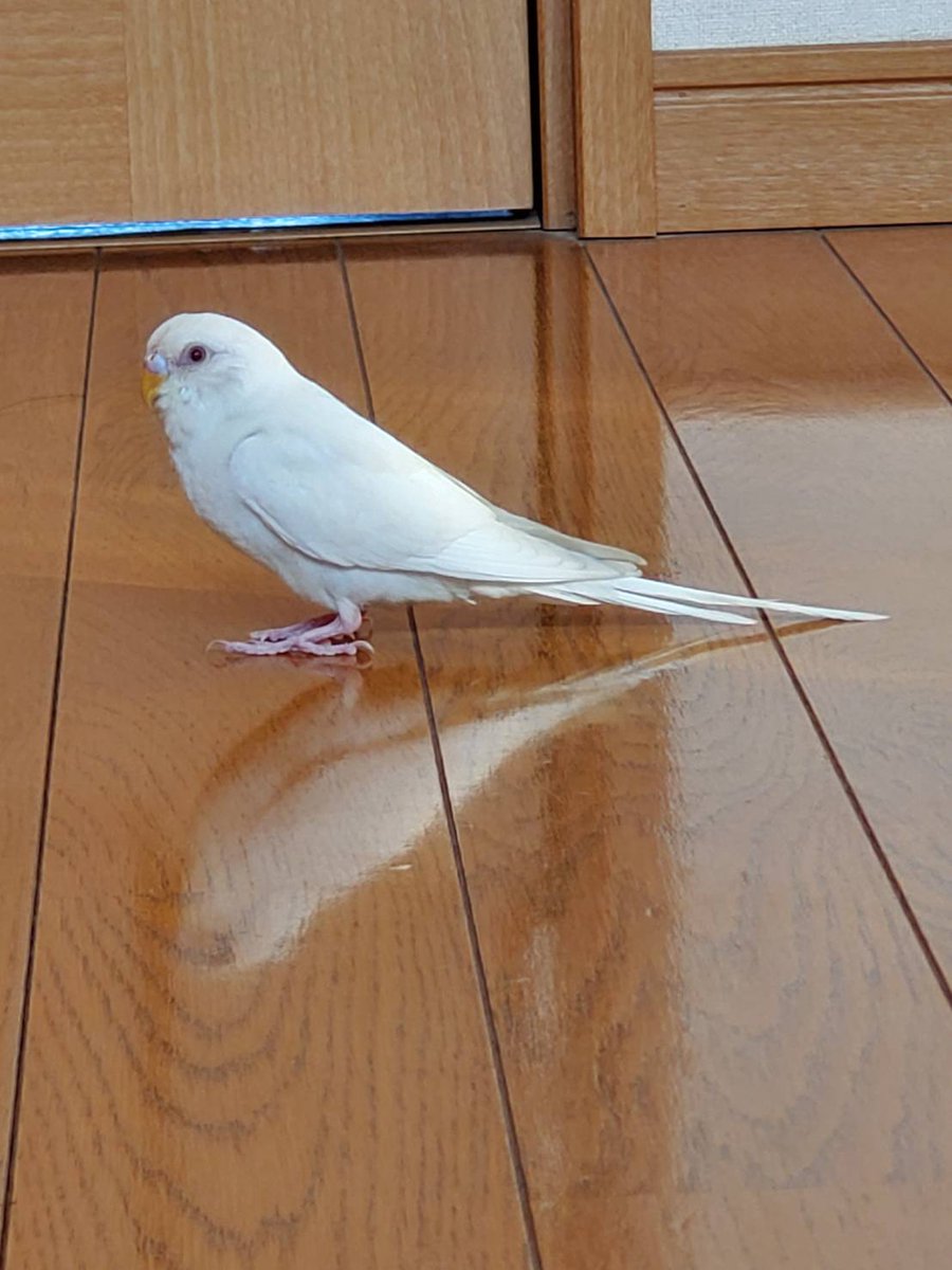 しろしろの、みーくん脱走中☀️