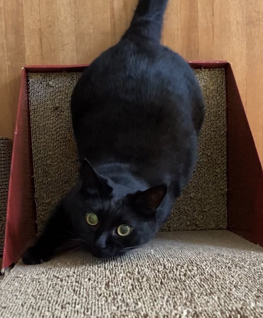 しえるねこ 動画公開中です 皆様のご視聴お待ちしてるにゃ Shorts ジャンプの練習 余裕にゃ と黒猫は言うけど 372 T Co Ldmygfvikd T Co Q7fdqdk4rg Twitter