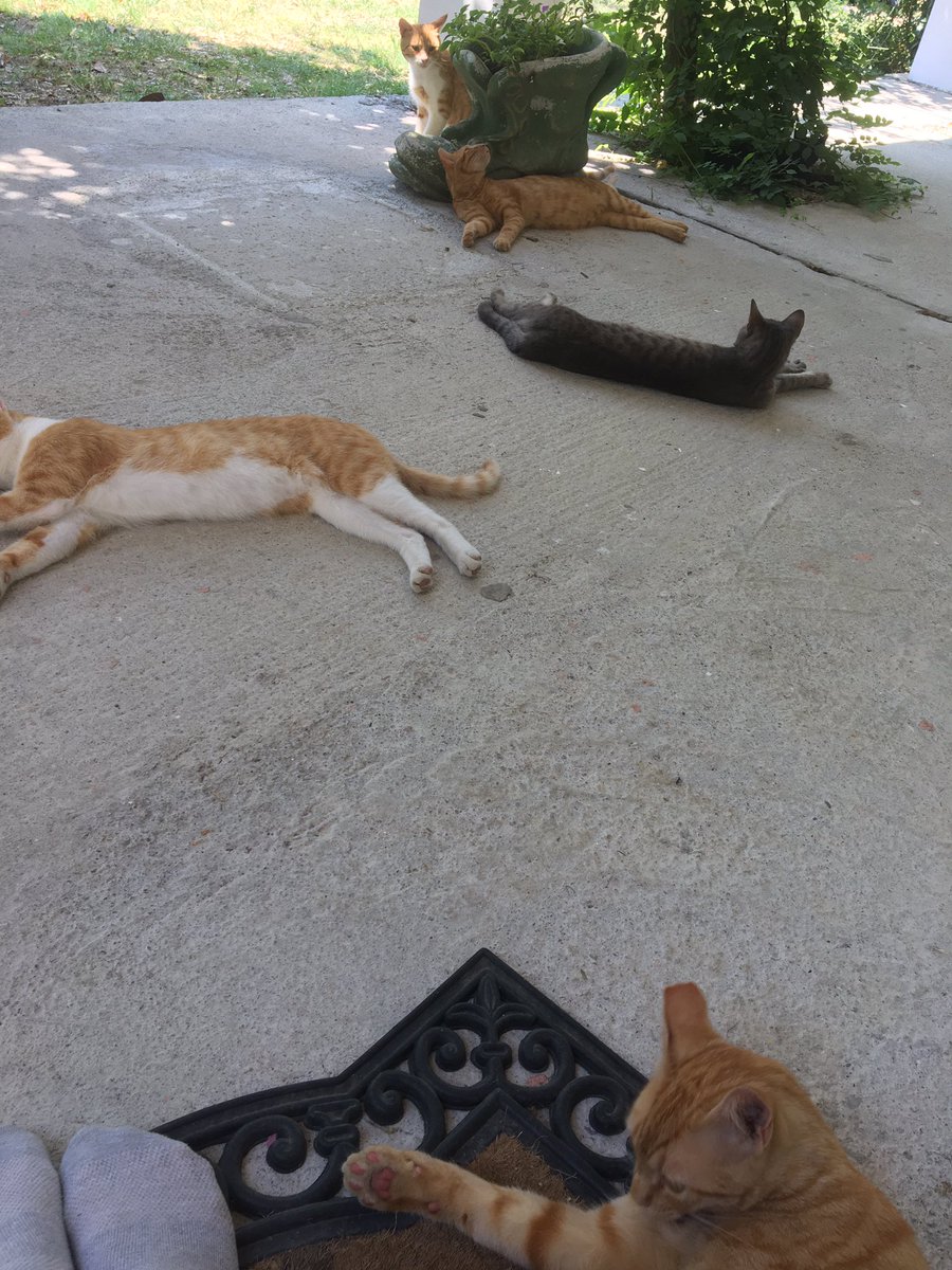 Rooolps's tweet image. There is 6 cats in this photo 👀 @Thereisnocat_