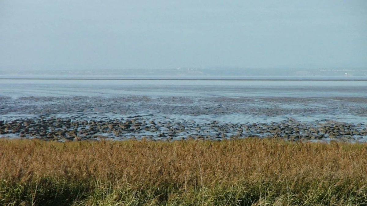 As the most effective #carbon sinks on the planet, #wetlands are a vital habitat in the UK when it comes to fighting our #climate emergency, w/ Steart Marshes in #Somerset alone having buried c.30,000 tonnes of carbon! Find out more from @WWTworldwide 👉 buff.ly/3v1DufE