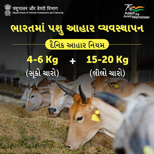 Dept_of_AHD's tweet photo. 🐮🌿 | #cattle ને #dryfodder, #greenfodder અને #minerals યોગ્ય સંતુલિત પ્રમાણમાં આપવું એ શ્રેષ્ઠ #milk ઉત્પાદન માટે જરૂરી છે.
#AmritMahotsav #AnimalHealth #AnimalWealth #Nutrition #FeedAndFodder https://t.co/7rIbqOrYRI