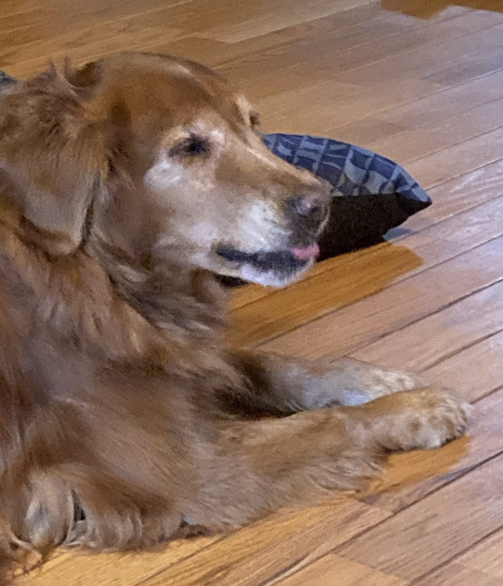 JudyK8e2sox's tweet photo. #TongueOutTuesday #grc 
Editorial comment edition.😜
Have a wonderful day frens🥰🐾❤️😎
#dogsoftwitter  #goldenretriever #blepping https://t.co/ghU2ER0GEG