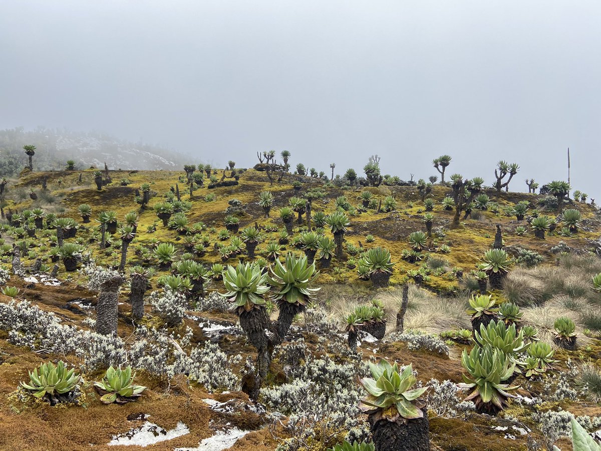 Najibmda's tweet photo. @Sciencenature14 Fog at Mt. Rwenzori in Uganda 🇺🇬 https://t.co/PTYe8ztuZ9