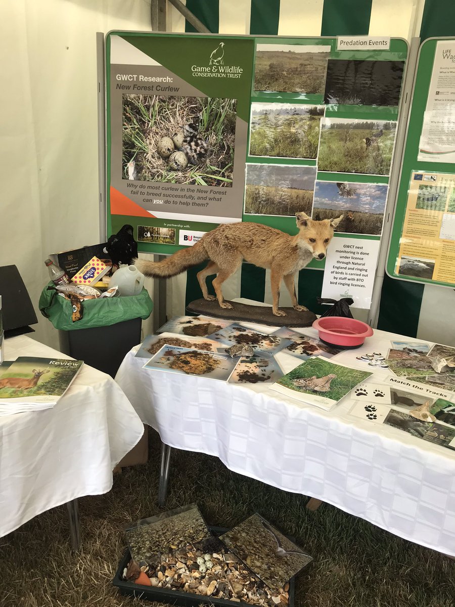 Our @Gameandwildlife stand at the @NewForestShow is featuring our #wader research across the #AvonValley and #NewForest…