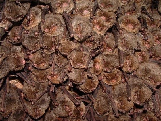 Universitat de Barcelona (@unibarcelona) on Twitter photo #RecercaUB | 🦇 Les cèl·lules dels ratpenats no s’infecten de SARS-CoV-2 perquè disposen d’unes barreres moleculars específiques que impedeixen la replicació del virus.
Així es desprèn d’un estudi en què ha participat l’ecoepidemiòleg <a href="/jordiserracobo/">Jordi Serra Cobo</a>.
👉 bit.ly/3PCMPm7 #RecercaUB | 🦇 Les cèl·lules dels ratpenats no s’infecten de SARS-CoV-2 perquè disposen d’unes barreres moleculars específiques que impedeixen la replicació del virus.
Així es desprèn d’un estudi en què ha participat l’ecoepidemiòleg <a href="/jordiserracobo/">Jordi Serra Cobo</a>.
👉 bit.ly/3PCMPm7
