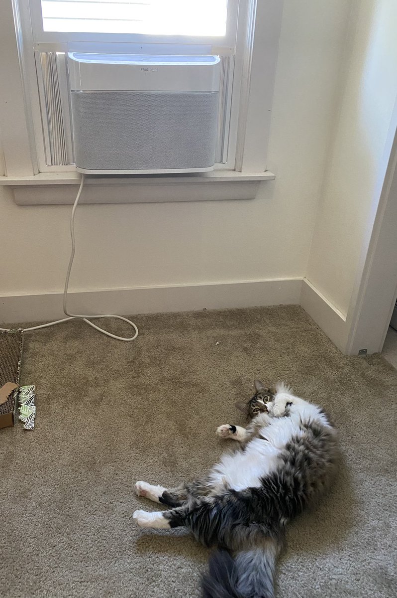 Lynx, a very fluffy cat, waiting for me to turn on the window AC unit.