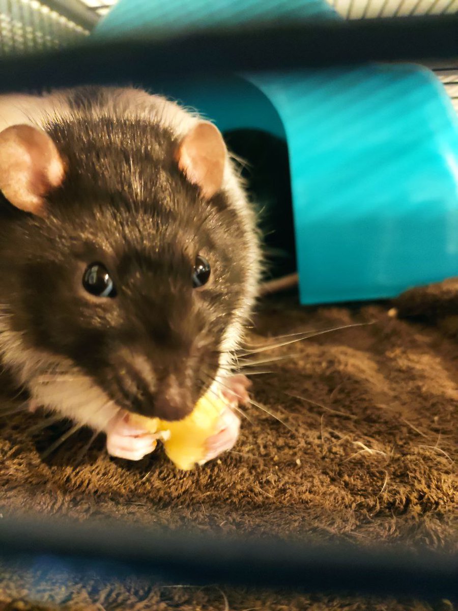 Die Ratten von K1 feiern heute ihren 1. Geburtstag. Dafür brauchte es natürlich auch irgendein feierliches Gebäck. Also habe ich ihnen Pfannkuchen gebacken 🎉🥳