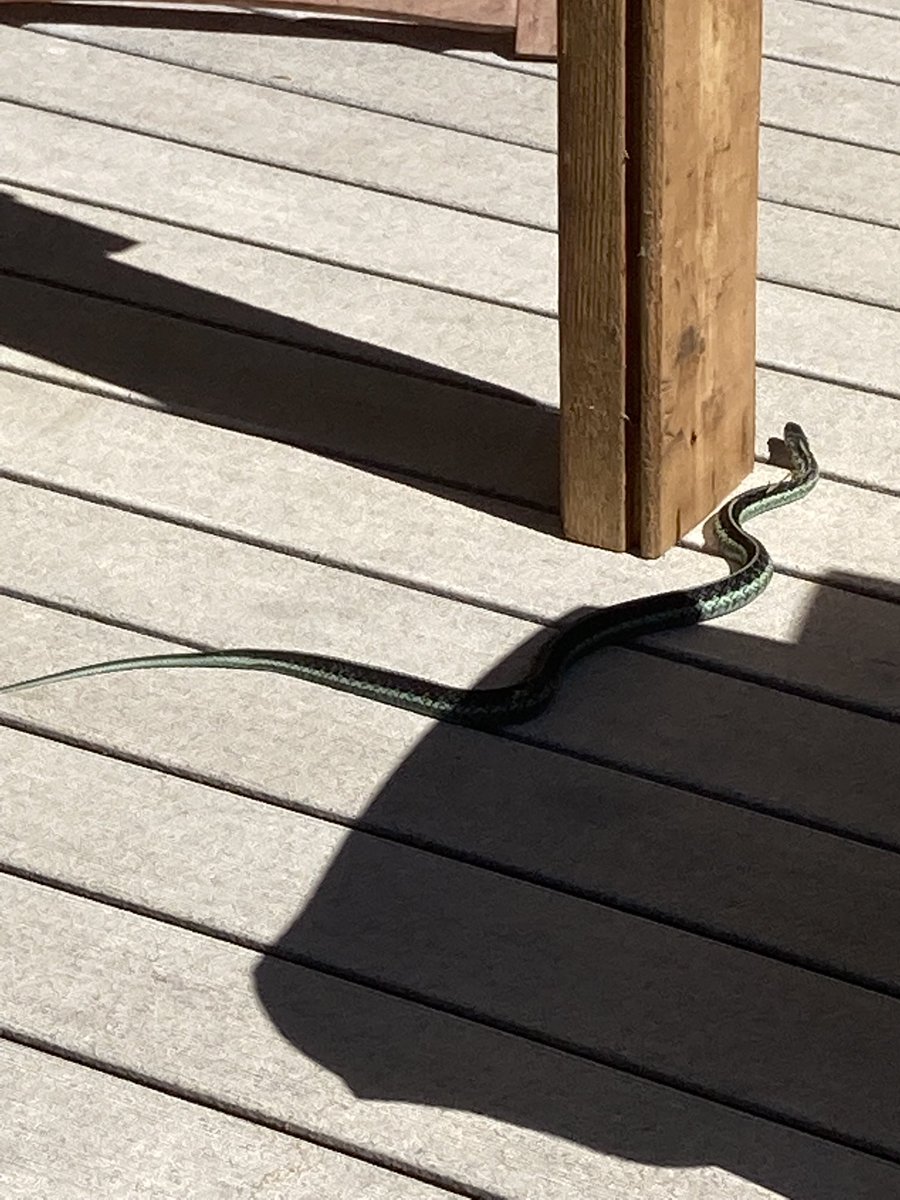 Friends come to call. Can anyone ID the tracks on the left?