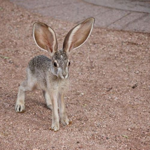 Scooterplastic's tweet photo. NEW CREATURE DISCOVERED https://t.co/JTzcyOQ7qu