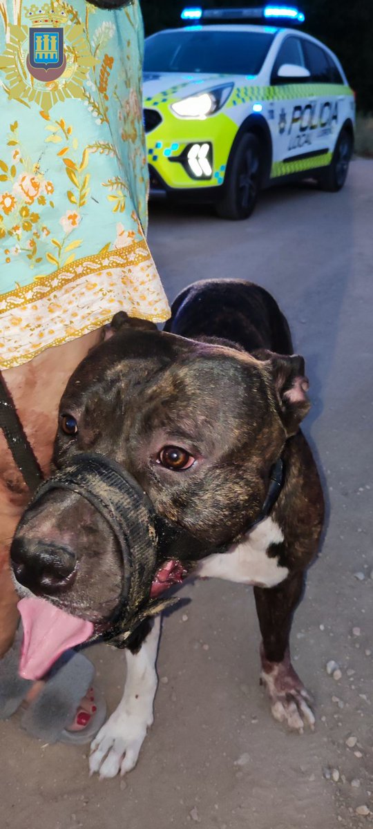 La Policía Local de Logroño denuncia al propietario de un perro que causó heridas a una persona tras escapar de un vehículo  - is.gd/pTES19