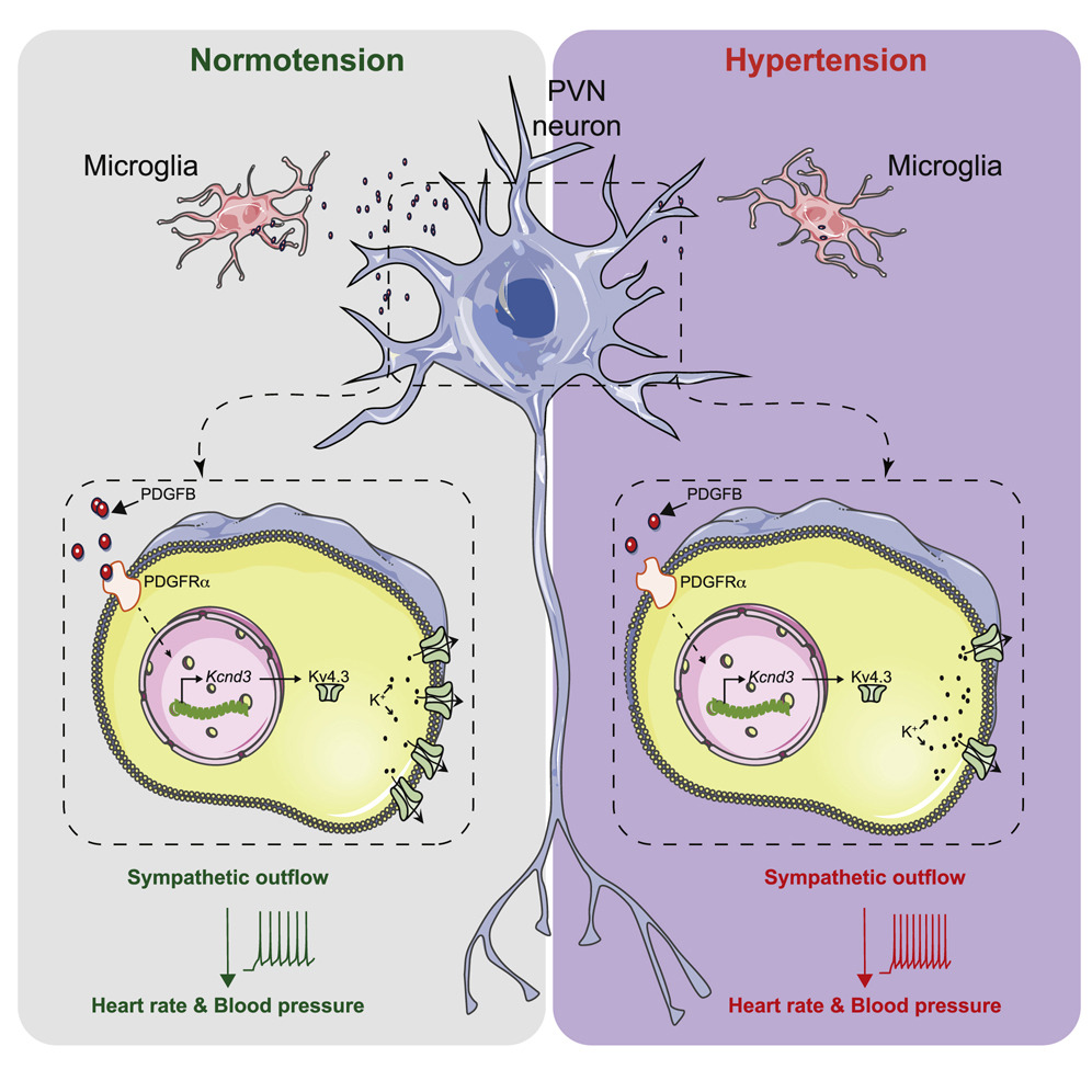Neural Cell News (@neuralcell) on Twitter photo ✨ Scientists at <a href="/ZJU_China/">Zhejiang University</a> including Dr. Xiao Shen found that #microglia prevented overactivation of pre-sympathetic neurons in the hypothalamic paraventricular nucleus at steady state.
bit.ly/3viX3Qz ✨ Scientists at <a href="/ZJU_China/">Zhejiang University</a> including Dr. Xiao Shen found that #microglia prevented overactivation of pre-sympathetic neurons in the hypothalamic paraventricular nucleus at steady state.
bit.ly/3viX3Qz