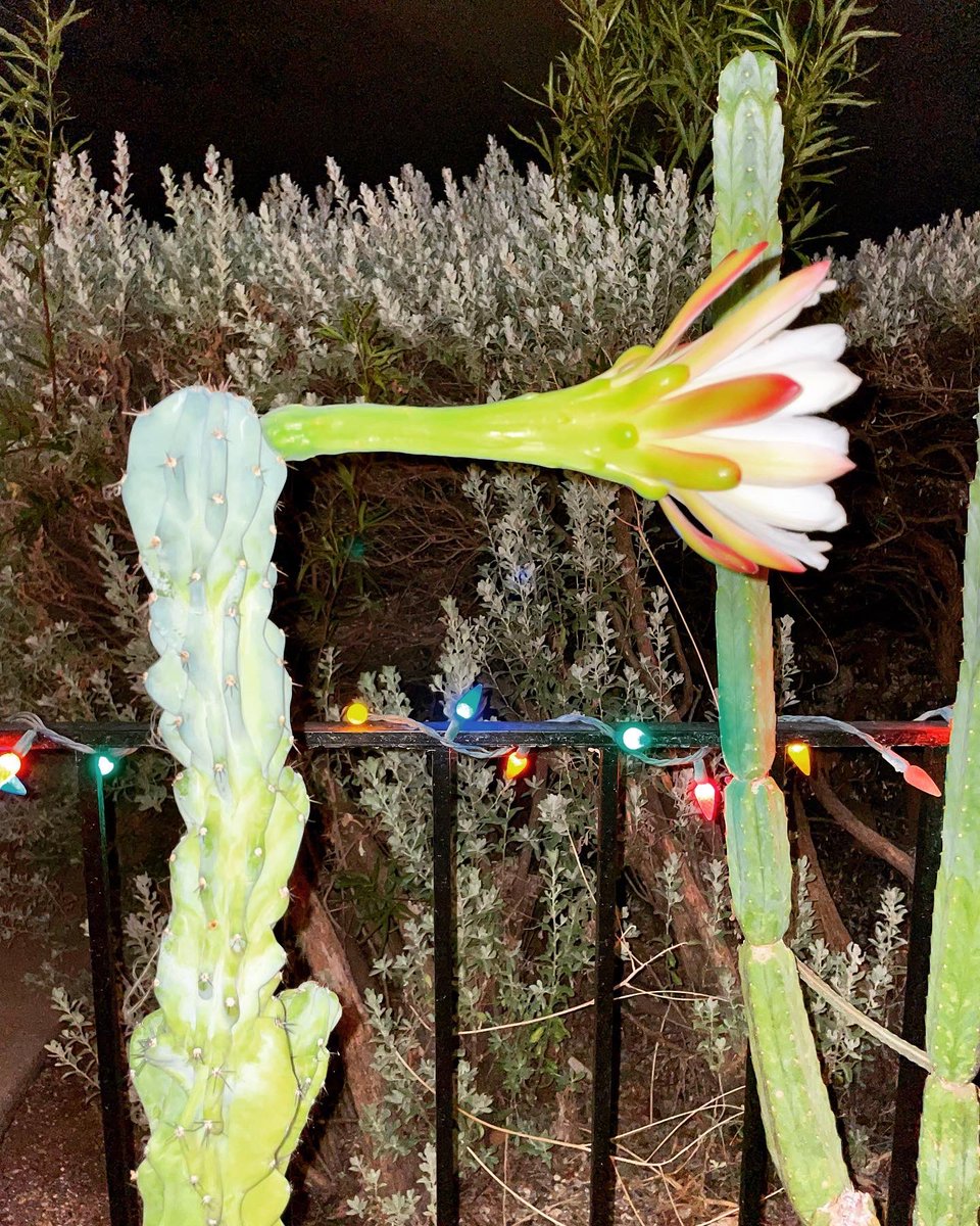 theboneforest's tweet photo. Last night my Night Blooming Cereus bloomed for the first time! It was absolutely gorgeous! 🌵🌸✨
•
#nightbloomingcereus #cereuscactus #cereusperuvianusmonstrose #cereus #cacti #cactus #flower #mooncactus #plants #plant #garden #gardener #nature #tucson #arizona #desert https://t.co/M0c4X0VZiK