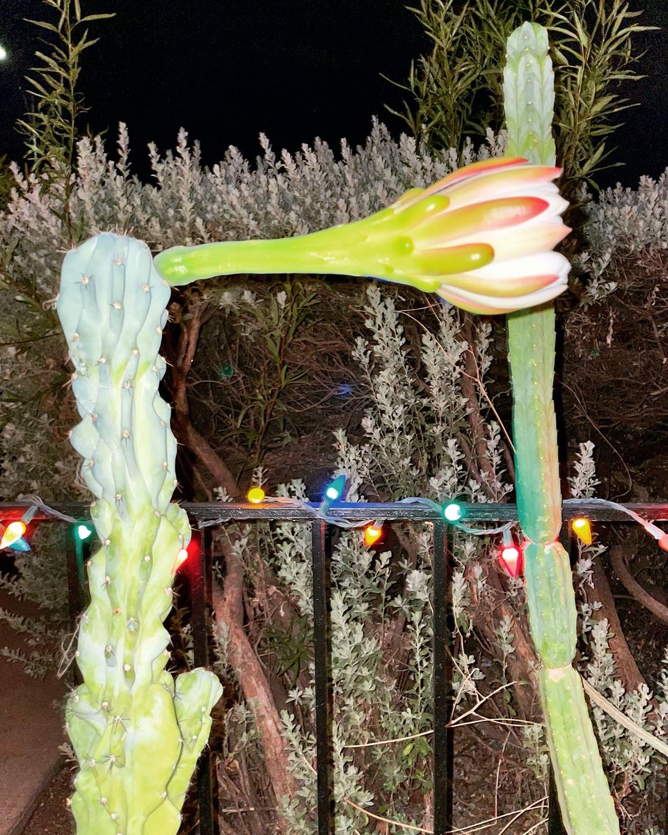 theboneforest's tweet photo. Last night my Night Blooming Cereus bloomed for the first time! It was absolutely gorgeous! 🌵🌸✨
•
#nightbloomingcereus #cereuscactus #cereusperuvianusmonstrose #cereus #cacti #cactus #flower #mooncactus #plants #plant #garden #gardener #nature #tucson #arizona #desert https://t.co/M0c4X0VZiK