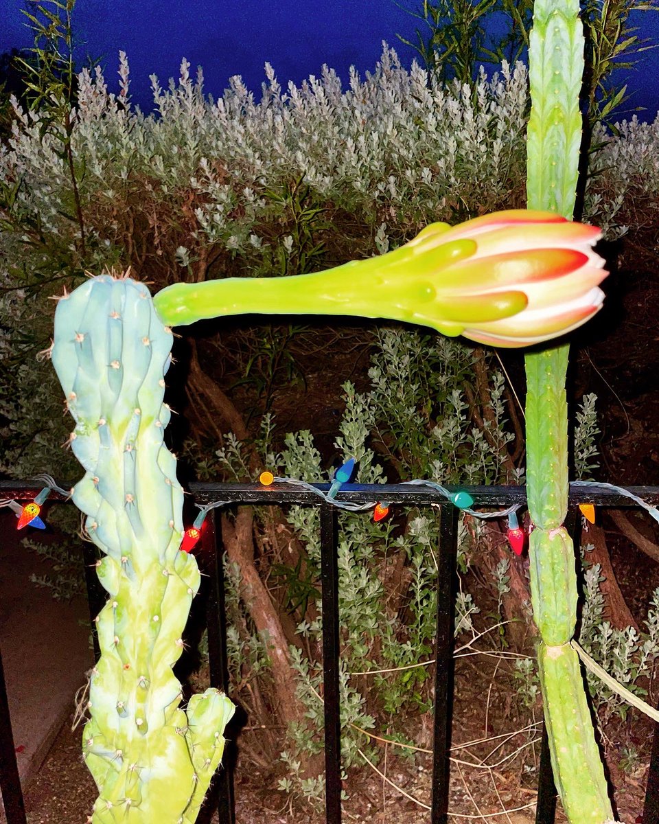 theboneforest's tweet photo. Last night my Night Blooming Cereus bloomed for the first time! It was absolutely gorgeous! 🌵🌸✨
•
#nightbloomingcereus #cereuscactus #cereusperuvianusmonstrose #cereus #cacti #cactus #flower #mooncactus #plants #plant #garden #gardener #nature #tucson #arizona #desert https://t.co/M0c4X0VZiK