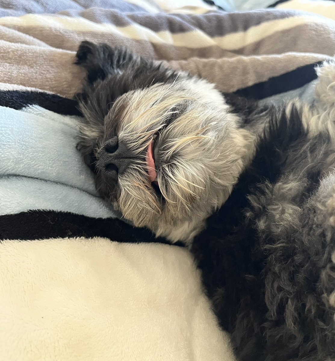 jesusipc's tweet photo. @elalexgoncalves Tommy durmiendo 😴 https://t.co/Z7YZD8BL7h