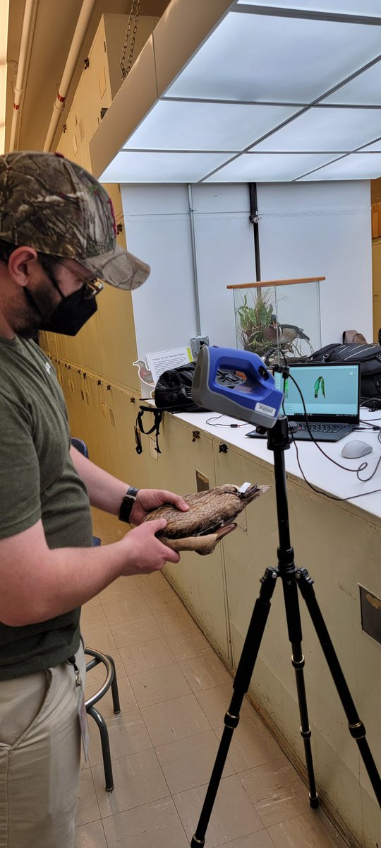 Lavretsky (@lavretskylab) on Twitter photo <a href="/LavretskyLab/">Lavretsky</a> using <a href="/Artec3DScanners/">Artec 3D | Professional 3D solutions</a> to examine morphological changes in mallard bill morphology throughout time <a href="/NMNH/">Smithsonian NMNH</a>
#quackingthecode <a href="/LavretskyLab/">Lavretsky</a> using <a href="/Artec3DScanners/">Artec 3D | Professional 3D solutions</a> to examine morphological changes in mallard bill morphology throughout time <a href="/NMNH/">Smithsonian NMNH</a>
#quackingthecode