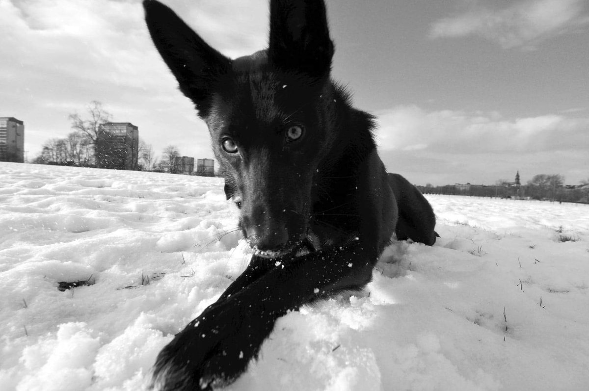Rileythedog's tweet photo. A throwback to the late 2000's. I can see why everyone insisted she was a German Shepherd. 

Beautiful collie girl. https://t.co/5W8tB7bn2i