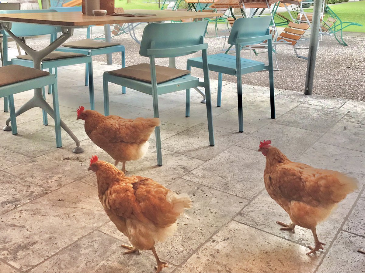 Hühner in einem österreichischen Restaurant🐓 #Salzburg #Backhendlは頼めない