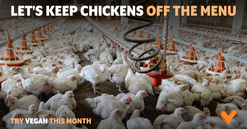 7 out of the 10 largest farms in the UK house more than 1 million chickens being raised for meat. 😢 The quickest way to put an end to industrial farming is to stop eating chicken. Get started with #Veganuary! veganuary.com/try-now-tw