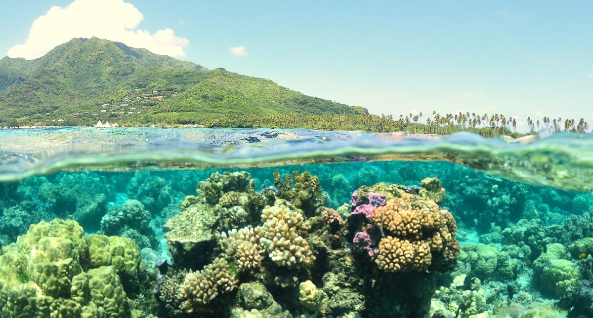 stanbensfield's tweet image. We are running an essay competition - the prize is a week's paid internship with the @GowlingWLG_UK #sustainability team in London. The competition is open to Uni students and recent grads.  500 words by 9 September. How can lawyers assist their clients to enhance #biodiversity?