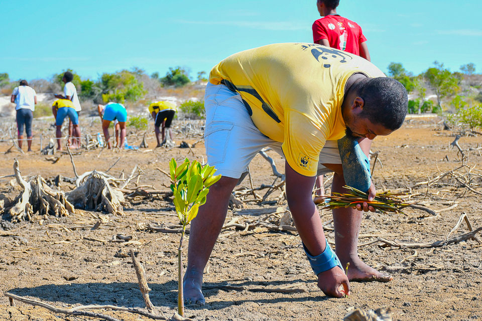 WWF Madagascar tweet media