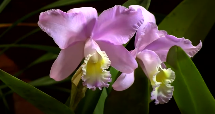 This weekend -  Concerts on Friday and Sunday - mailchi.mp/musicrevival.c…