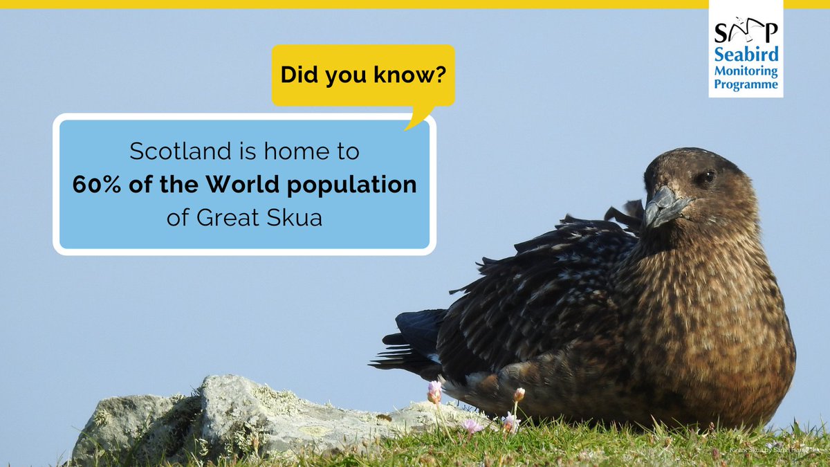 smp_seabirds's tweet image. Great Skua populations have increased in the UK since 1900. However, the species is currently facing the harsh effects of Avian Influenza. In a recent @_BTO blog, we hear how long-term monitoring is as important as ever in informing conservation action.
👉bit.ly/HPAI_blog