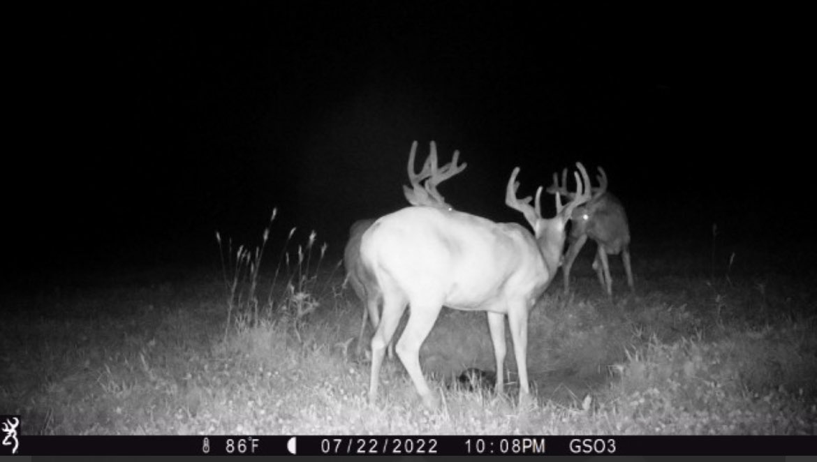 cppottier's tweet photo. A couple of big racked boys and one horse bodied buck. Things are slow at the Double O when we have corn in the crop fields during the summer but the deer are progressing nicely! Still loving the clover fields! https://t.co/2sQiQXy0dM