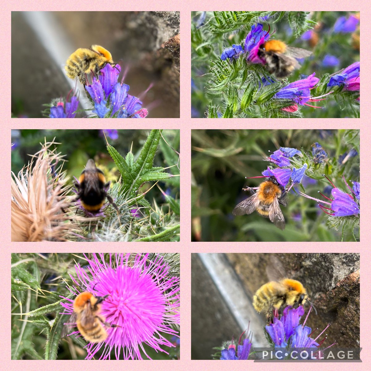 BearDublin's tweet photo. So many bees on the thistle and echium 🐝 🐝 🐝 #beewatching #gardeningtwitter #garden #gardener 🪴 https://t.co/QCitk5tFRF