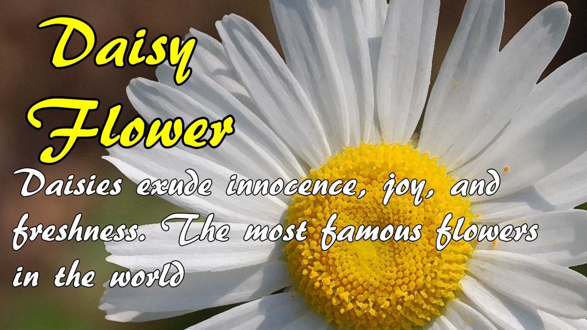 Daisy Flower | FLOWERSHOPPH.COM Daisies exude innocence, joy, and freshness. They are among the most famous flowers in the world flowershopph.com/types-of-flowe… #flowershopph1