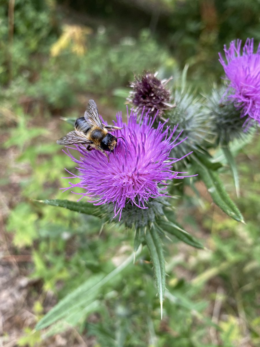 Woodland Routes to Wellbeing tweet media