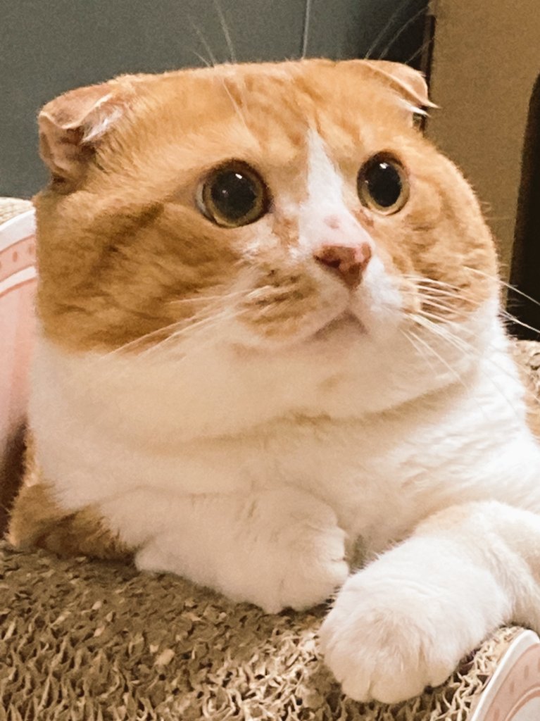 todayCHEESETART's tweet photo. 띠용 https://t.co/qLa6MCdV0f