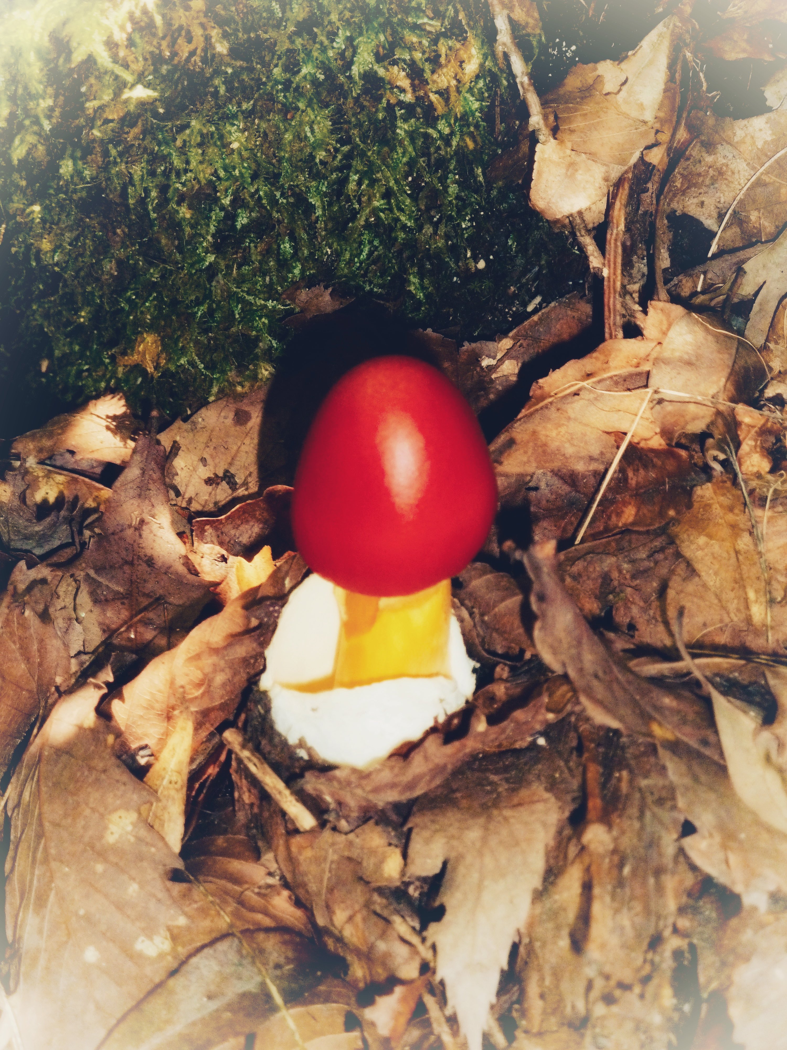 タマゴダケ Twitter Search Twitter