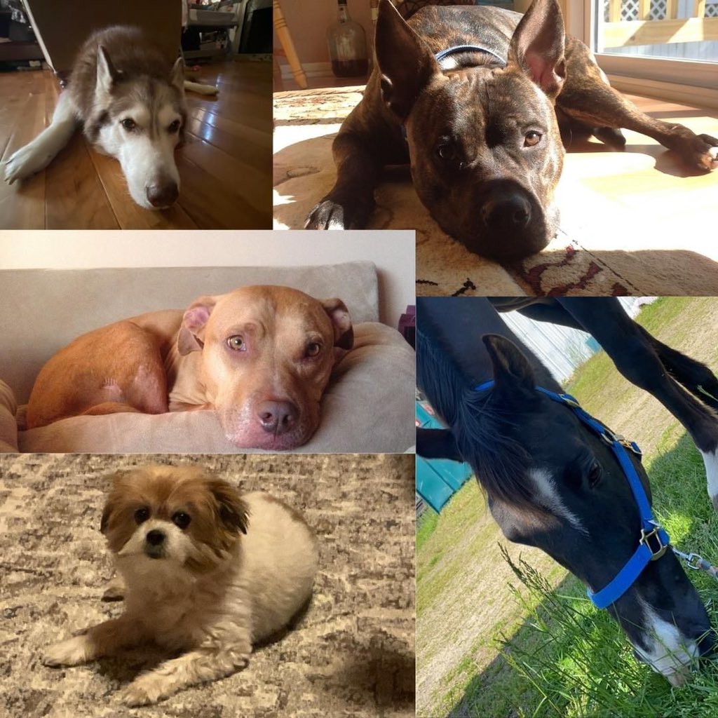 lexidubey's tweet photo. Rescue animals come in all sizes and shapes. No matter how small or big, they will love you unconditionally. https://t.co/LT39xnFfEM