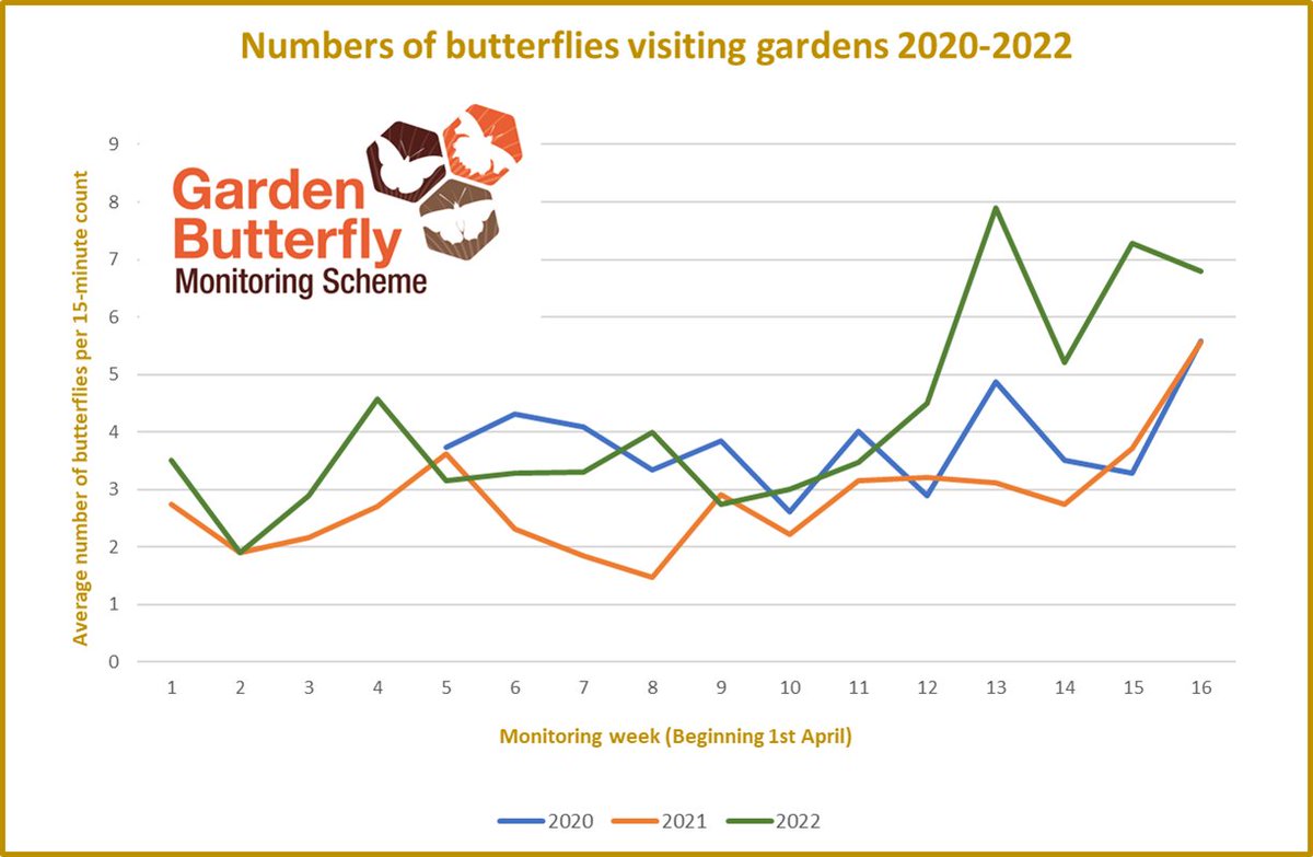 Fewer butterflies this year? The Garden Butterfly Monitoring Scheme shows average number of butterflies counted in gardens this year is higher than 2021 &amp; 2020, particularly since the second week of June (week 11). Last year large numbers were only counted in August &amp; September.