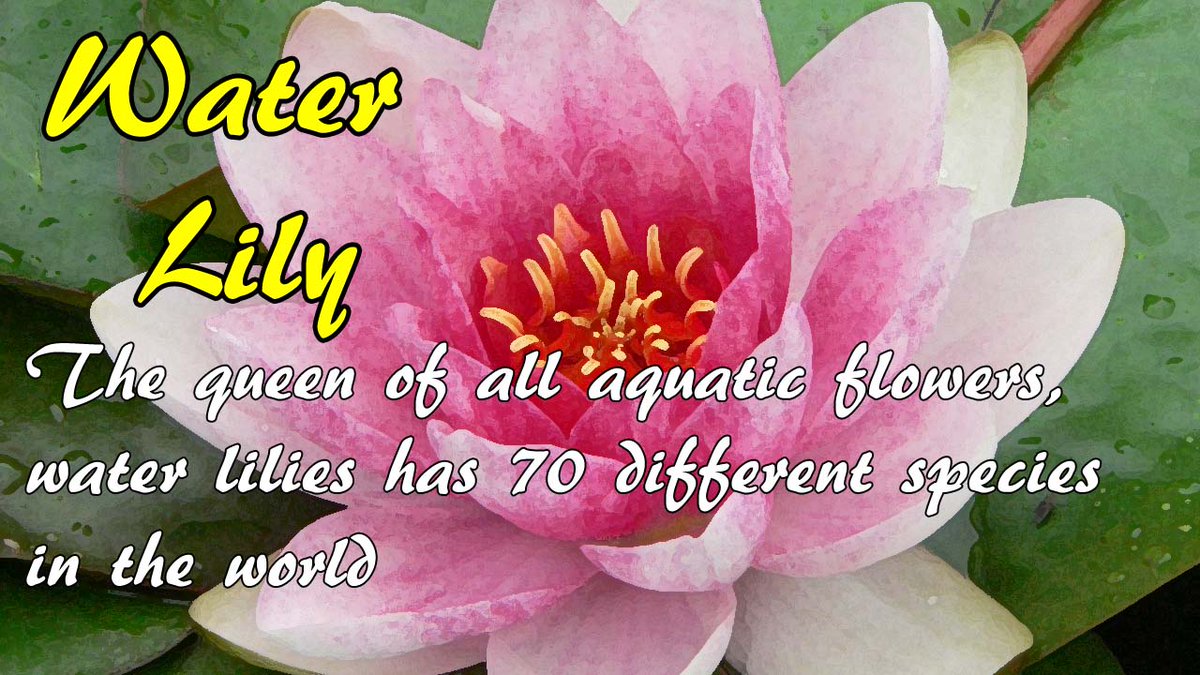 Water Lily | FLOWERSHOPPH.COM The queen of all aquatic flowers, water lilies has 70 different species in the world. flowershopph.com/types-of-flowe… #flowershopph1