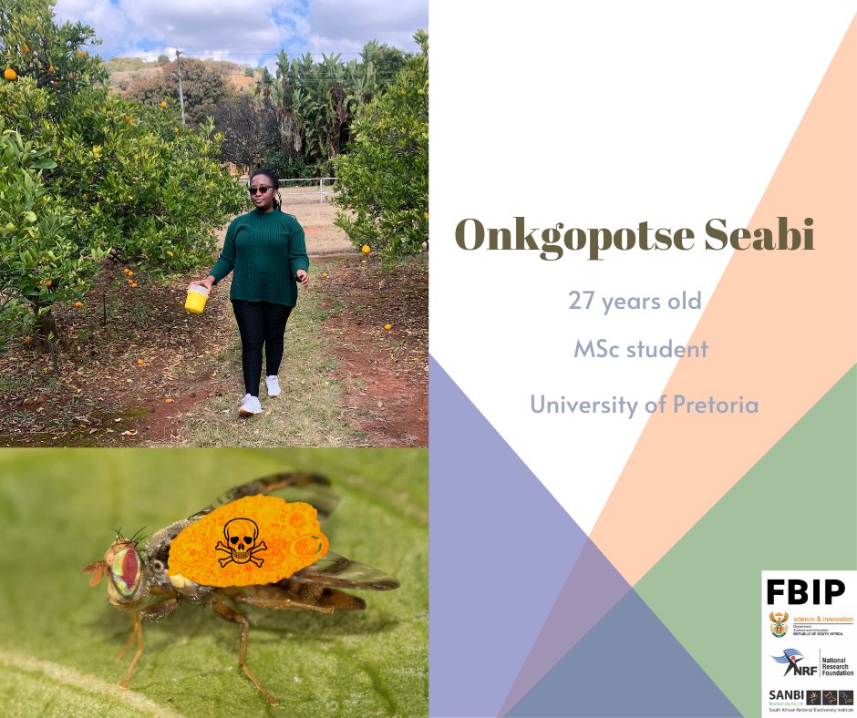 FBIP (@sanbi_fbip) on Twitter photo FIGHTING FRUIT FLIES:
Meet the 27-year-old FBIP-funded student who is doing her bit to fight fruit fly infestations across the country. Read the full story: bit.ly/3vcfFBK
<a href="/UPnasagric/">UP Faculty of Natural and Agricultural Sciences</a> FIGHTING FRUIT FLIES:
Meet the 27-year-old FBIP-funded student who is doing her bit to fight fruit fly infestations across the country. Read the full story: bit.ly/3vcfFBK
<a href="/UPnasagric/">UP Faculty of Natural and Agricultural Sciences</a>