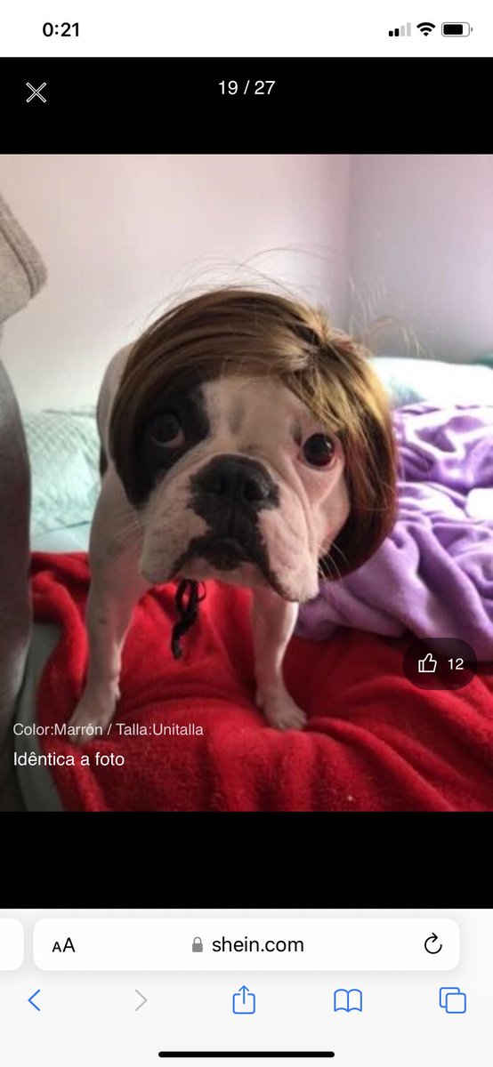 wigoton's tweet photo. que venden pelucas para perros en shein y me esta dando un infarto con las reviews https://t.co/ngw22EvXyQ