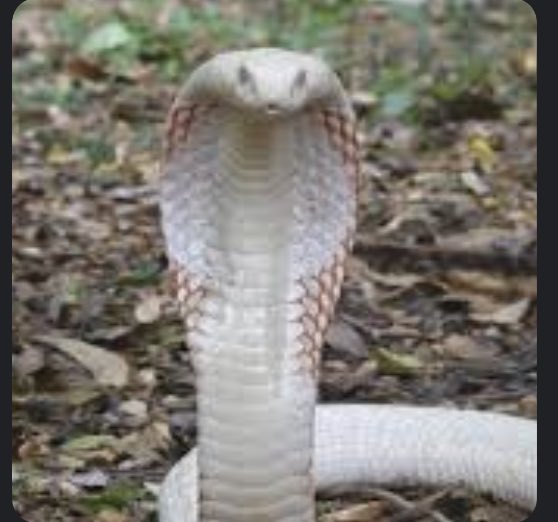 CrocodileChunnD's tweet photo. @Dboles_4 https://t.co/Z3WF5X7PiT