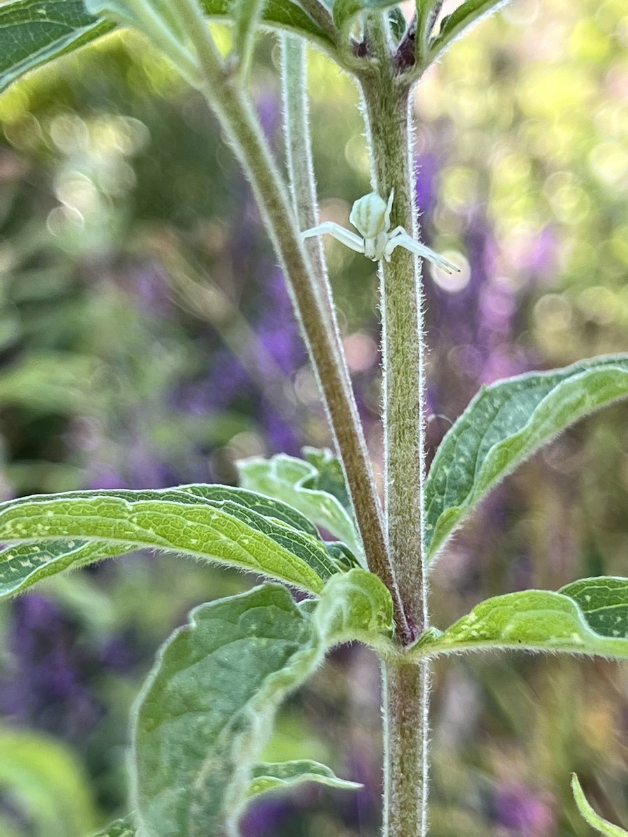 wright_pip's tweet photo. Flower Crab Spider • 𝘔𝘪𝘴𝘶𝘮𝘦𝘯𝘢 𝘷𝘢𝘵𝘪𝘢
📍West Itchenor, West Sussex
#crabspider #spider #wildlife #flowercrabspider https://t.co/EJ2IbJlJ0b
