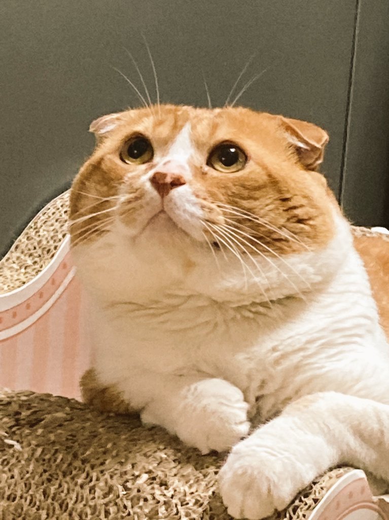 todayCHEESETART's tweet photo. 이집 고양이는
푸짐합니다.
※살찐 거 아님. 볼찐거임... https://t.co/41zFYrGi5a