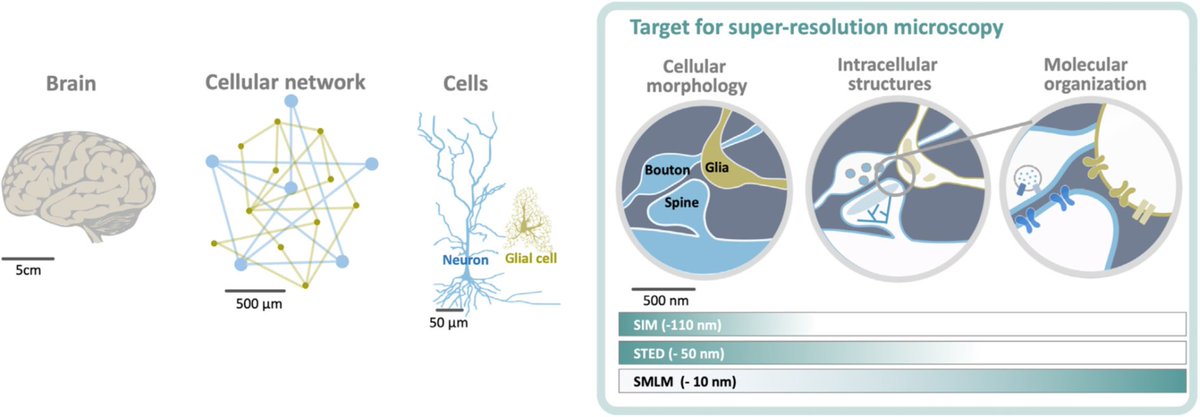 Do ya wanna sharpen up on how #superresolution is changing #neuroscience? Then check out our new review published today in @TrendsCellBio 'Getting sharper: the brain under the spotlight of super-resolution microscopy' sciencedirect.com/science/articl… @CNRSAquitaine @Neuro_Bordeaux