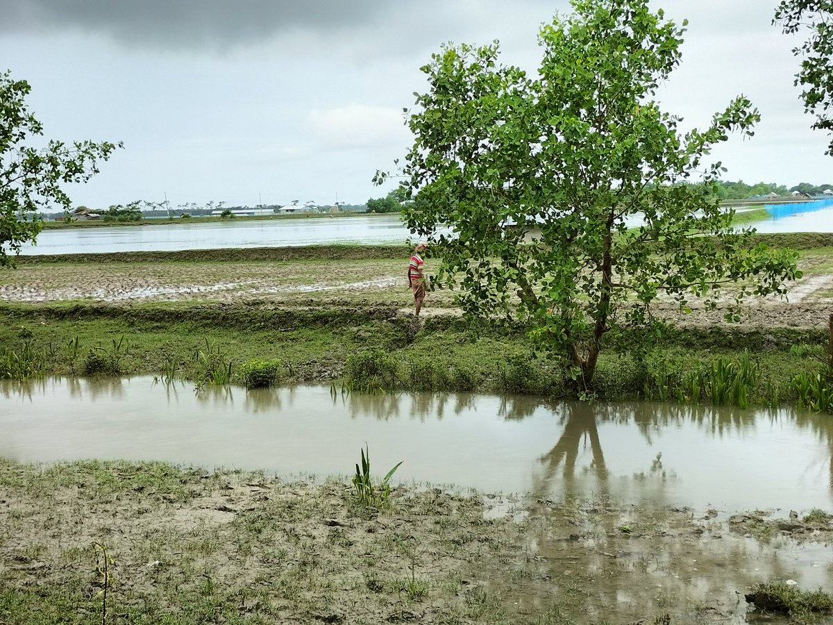 PolashSEIAS's tweet photo. This farmer dared to cultivate rice again after a long time! Rarely observed rice-paddy field in this shrimp pond oriented area. Even many shrimp farmer wished to come back to Paddy production. If this happens, it could reduce the living expenses per month I guess. https://t.co/W08xHDvwOV