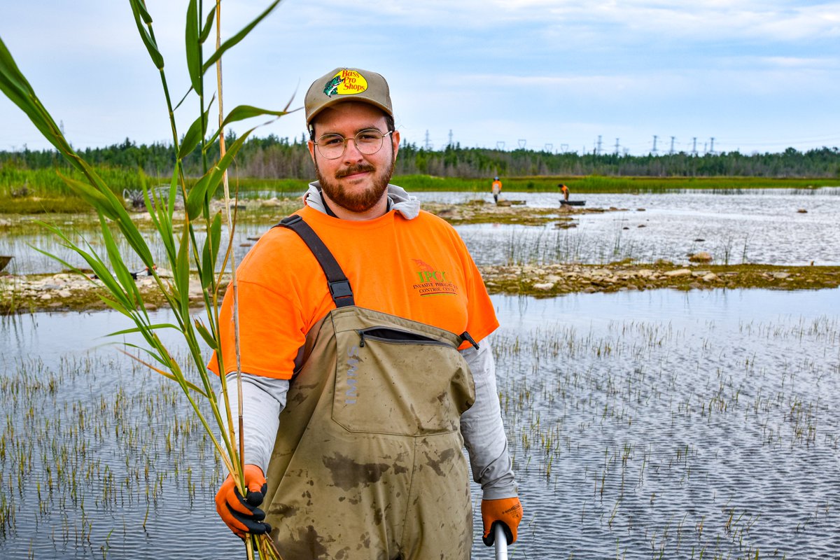 Bruce_Power's tweet image. In 2014, we partnered with @phragcontrol to map Phragmites australis, an invasive species covering 60% of the 107 hectare Baie du Doré, a sensitive wetland next to our site.

Since then, we have removed it from 52 hectares and our work is not done yet! #Conservation #Biodiversity
