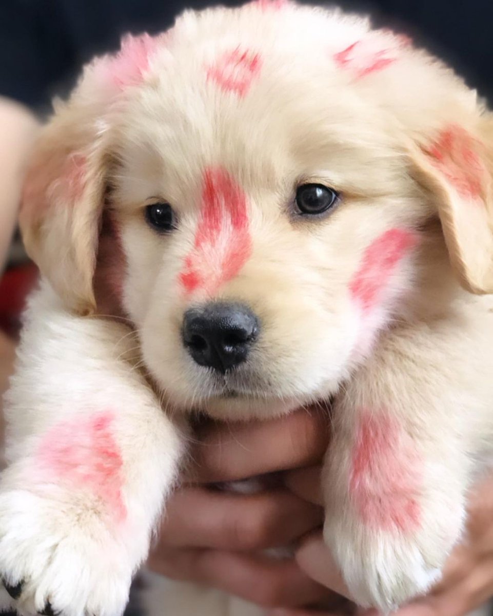 perrito: *existe*

automáticamente yo: